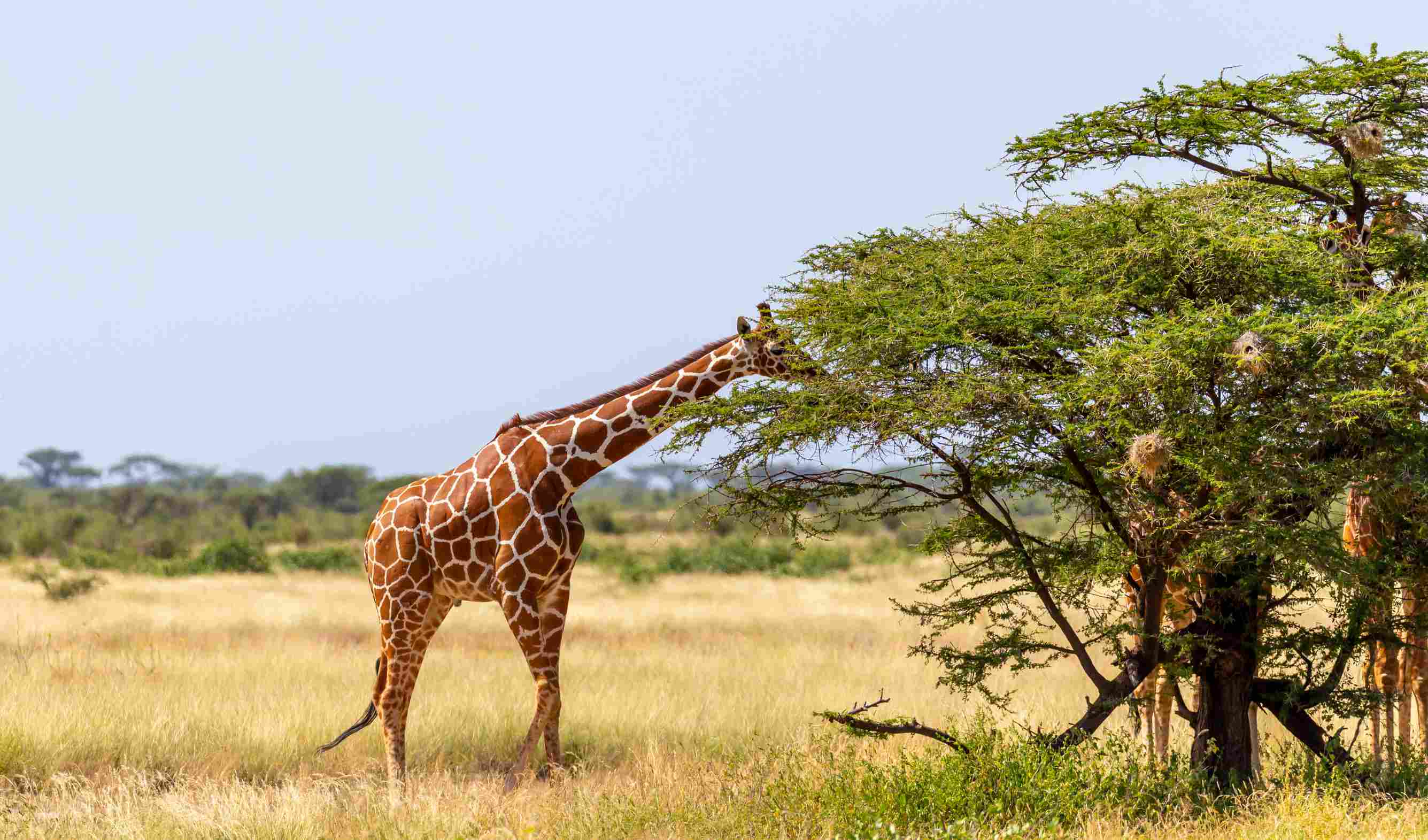 Waza National Park